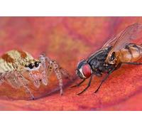 OZLHSP puzzle economici puzzle 1500 pezzi Api Insetti Animali 87x57cm