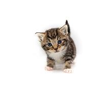 OZLHSP puzzle economici puzzle 500 pezzi Gattini Animali 52x38cm