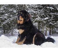 OZLHSP puzzle escape 1000 pezzi Animali del mastino tibetano 75x50cm