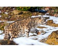 OZLHSP puzzle escape 1500 pezzi Leopardo delle nevi, grandi felini 87x57cm