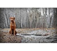 OZLHSP puzzle escape 500 pezzi Airedale Terrier Animale 52x38cm