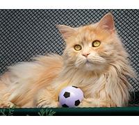 OZLHSP puzzle escape 500 pezzi Animale soffice 52x38cm