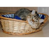 OZLHSP puzzle escape 500 pezzi Animali 52x38cm