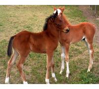 OZLHSP puzzle escape 500 pezzi Animali a cavallo 52x38cm