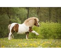 OZLHSP puzzle escape 500 pezzi Animali a cavallo 52x38cm