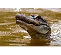 OZLHSP puzzle escape 500 pezzi Animali coccodrillo 52x38cm