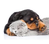 OZLHSP puzzle escape 500 pezzi Animali felini 52x38cm