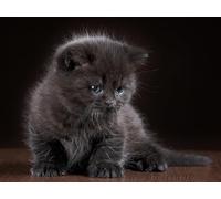 OZLHSP puzzle escape 500 pezzi Animali gattini 52x38cm