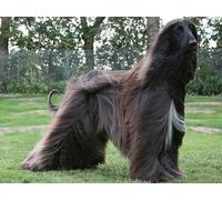 OZLHSP puzzle escape 500 pezzi Animali levrieri 52x38cm