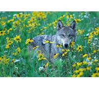 OZLHSP puzzle escape 500 pezzi Animali lupo 52x38cm