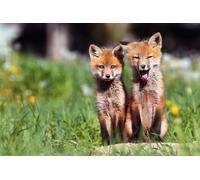 OZLHSP puzzle escape 500 pezzi Animali Sorelle Volpe 52x38cm