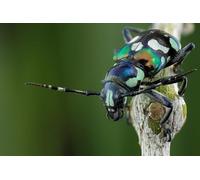 OZLHSP puzzle escape 500 pezzi Coleotteri Insetti Acronia Animali 52x38cm