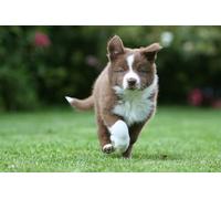 OZLHSP puzzle escape 500 pezzi Cuccioli di Border Collie Animali 52x38cm