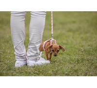 OZLHSP puzzle escape 500 pezzi Gambe Animali 52x38cm