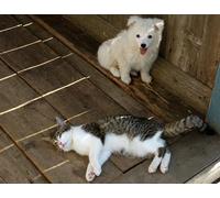 OZLHSP puzzle escape 500 pezzi Gatti Animali 52x38cm