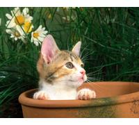 OZLHSP puzzle escape 500 pezzi Gattini Animali 52x38cm