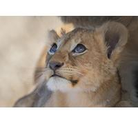 OZLHSP puzzle escape 500 pezzi Gatto leone 52x38cm