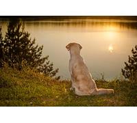 OZLHSP puzzle escape 500 pezzi Golden Retriever 52x38cm