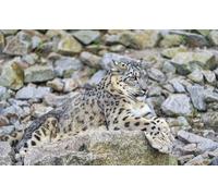 OZLHSP puzzle escape 500 pezzi Grandi felini 52x38cm