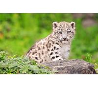 OZLHSP puzzle escape 500 pezzi Grandi felini 52x38cm