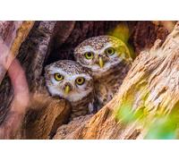 OZLHSP puzzle escape 500 pezzi Gufi Animali 52x38cm