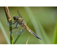 OZLHSP puzzle escape 500 pezzi Libellule Animali 52x38cm