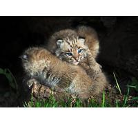 OZLHSP puzzle escape 500 pezzi linci 52x38cm