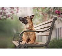 OZLHSP puzzle escape 500 pezzi pastore tedesco 52x38cm