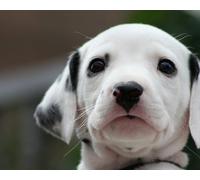 OZLHSP puzzle europa 1000 pezzi Cucciolo di dalmata 75x50cm