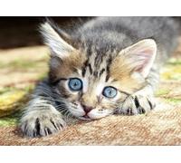 OZLHSP puzzle europa 500 pezzi Gattini Animali 52x38cm