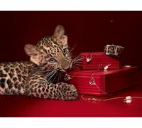 OZLHSP puzzle europa 500 pezzi Leopardi Grandi Animali 52x38cm