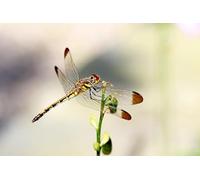 OZLHSP puzzle europa 500 pezzi Libellule Insetti Animali 52x38cm