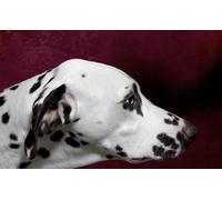 OZLHSP puzzle foto 500 pezzi Dalmata Animale 52x38cm
