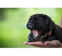 OZLHSP puzzle gigante adulti 500 pezzi Cuccioli di Shar Pei 52x38cm