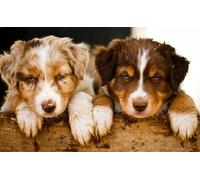 OZLHSP puzzle impossibili 1000 pezzi Cuccioli australiani 75x50cm