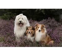 OZLHSP puzzle impossibili 500 pezzi Animali del pastore delle Shetland 52x38cm