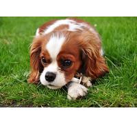 OZLHSP puzzle impossibili 500 pezzi Cucciolo di King Charles Spaniel 52x38cm