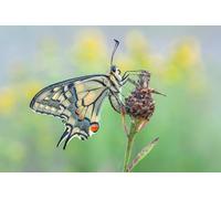 OZLHSP puzzle impossibili 500 pezzi Farfalle Insetti Animali 52x38cm