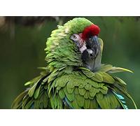 OZLHSP puzzle impossibili 500 pezzi Pappagalli Animali 52x38cm