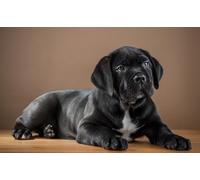 OZLHSP puzzle impossible puzzle 1500 pezzi Cuccioli di Cane Corso 87x57cm