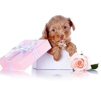 OZLHSP puzzle impossible puzzle 500 pezzi Animali da box per cuccioli di retriever 52x38cm