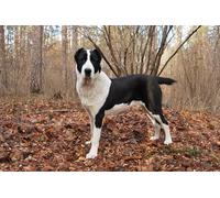 OZLHSP puzzle impossible puzzle 500 pezzi Animali da pastore dell'Asia centrale 52x38cm