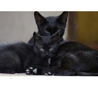 OZLHSP puzzle impossible puzzle 500 pezzi Gattini Animali 52x38cm