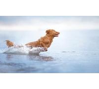 OZLHSP puzzle impossible puzzle 500 pezzi Golden Retriever Animale 52x38cm