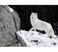 OZLHSP puzzle impossible puzzle 500 pezzi Lupi Animali 52x38cm