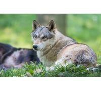 OZLHSP puzzle in legno 1000 pezzi Lupi Animali 75x50cm