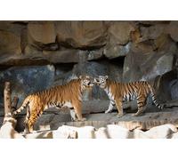 OZLHSP puzzle in legno 500 pezzi Animali delle tigri dell'Ussuri 52x38cm