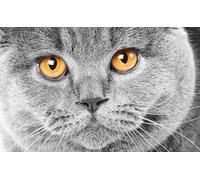 OZLHSP puzzle in legno 500 pezzi Gatti Animali Britannici 52x38cm