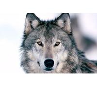 OZLHSP puzzle in legno 500 pezzi Lupi Animali 52x38cm