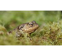 OZLHSP puzzle in legno 500 pezzi Rane Veri Rospi Animali 52x38cm